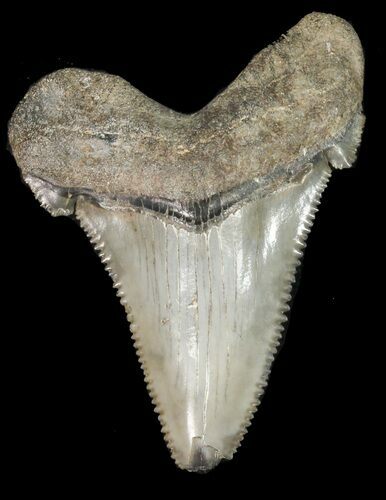 Fossil Angustidens Shark Tooth - Megalodon Ancestor #46838